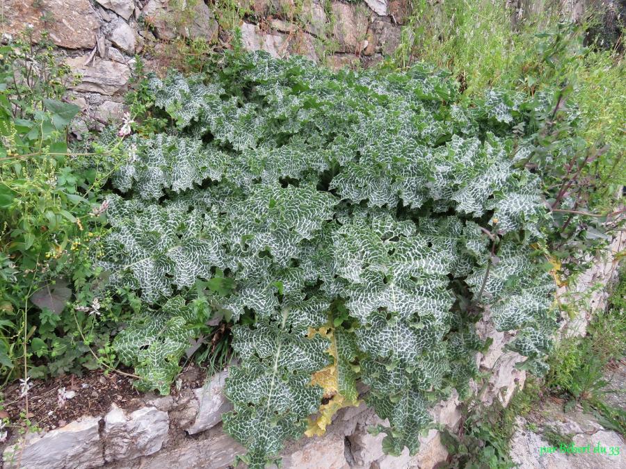 Auribeau sur Siagne dept 06