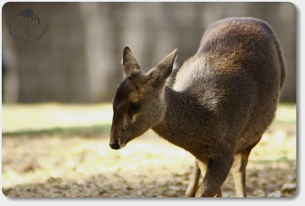 Cerf cochon (femelle)...