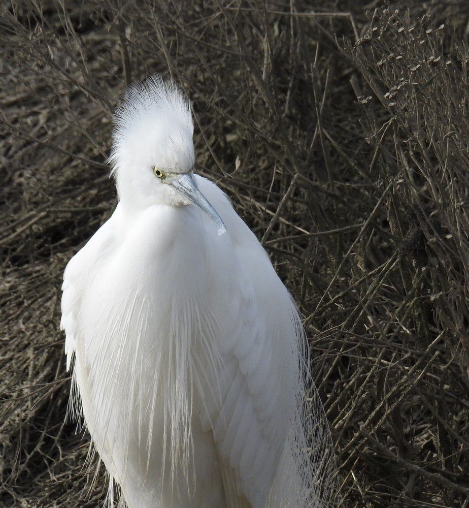 Aigrette garzette - février 2023...
