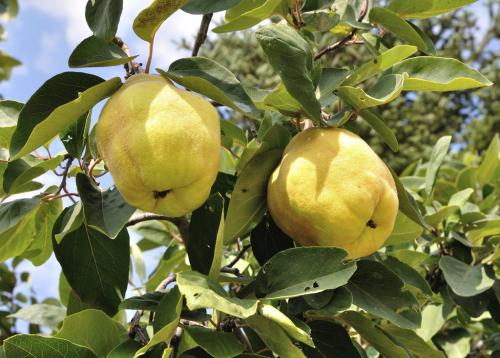Arbre fruitier : Cognassier