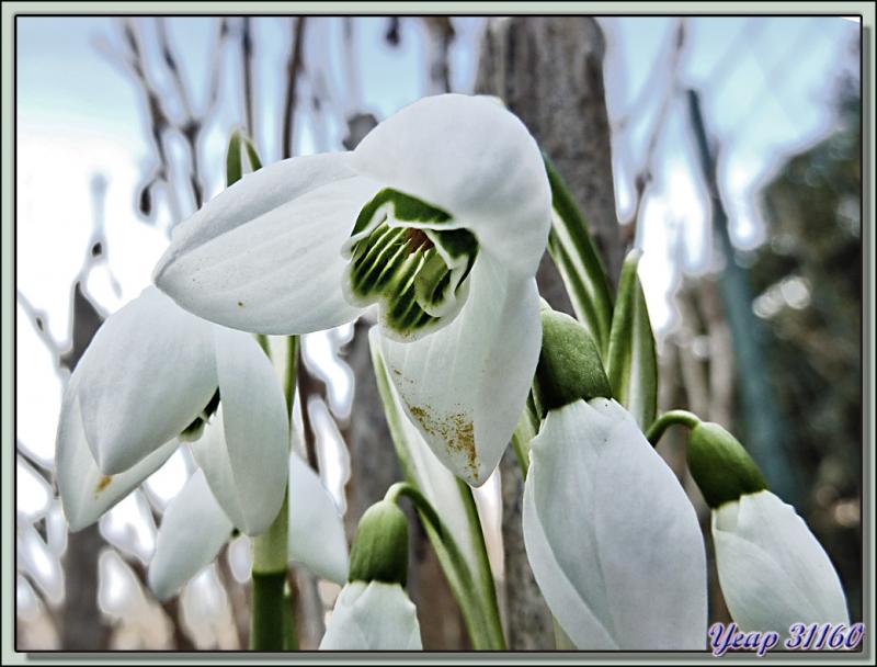 Perce-neige (Galanthus nivalis) - Lartigau - Milhas - 31  (Flore) 