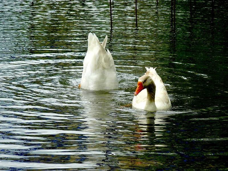 Metz / Un printemps Ying et Yang...