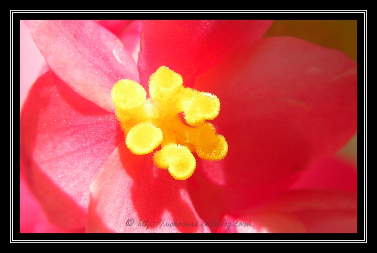 Telle une abeille, au coeur des fleurs