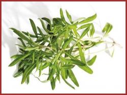 Utilisation des Aromates.