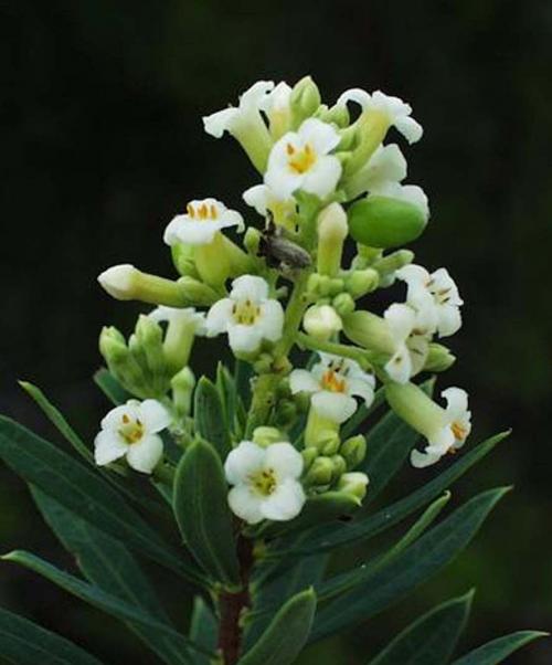 Fleur cultivée : Daphné