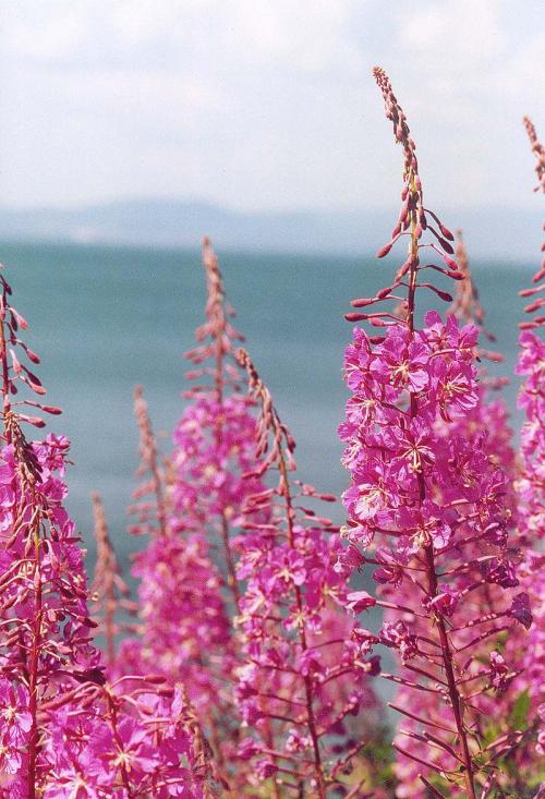 Fleurs cultivées : Epilobe