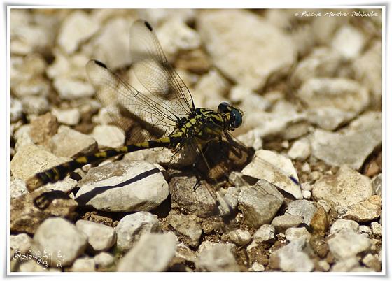 Onychogomphe à crochets ♂ (Onychogomphus uncatus)