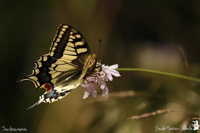 Machaon - Papilio machaon - Papilionidae