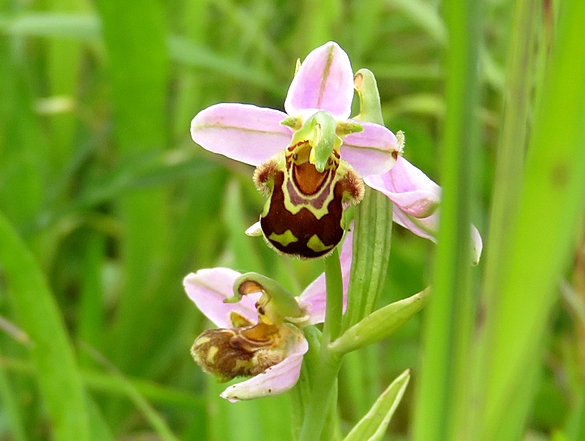 Les orchidées sauvages du Châtillonnais ont fleuri en grand nombre pendant ce printemps 2024