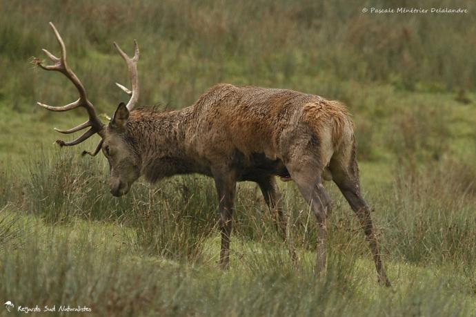 Jeune Cerf élaphe dans tous ses états...