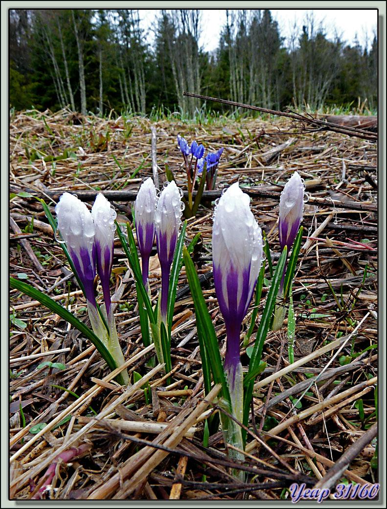 Crocus bigarré ((Crocus versicolor) - Lans-en-Vercors - 38  (Flore)
