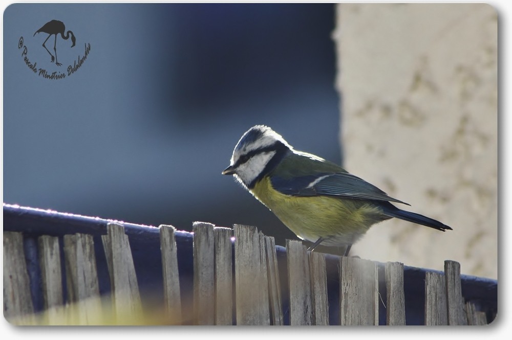 Mésange bleue...