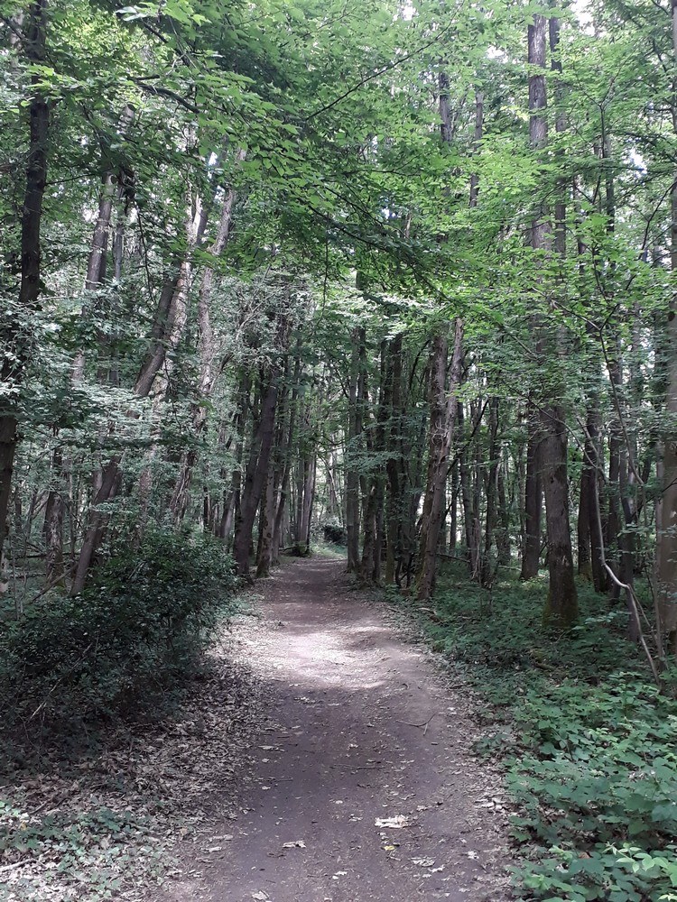 Chemin forestier