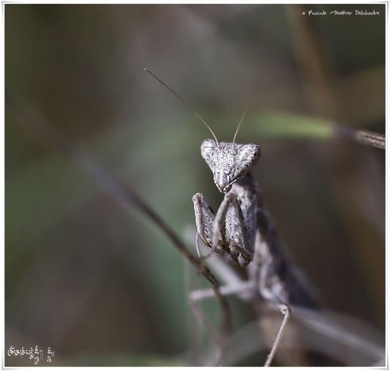 Mante testacée immature - Ameles decolor