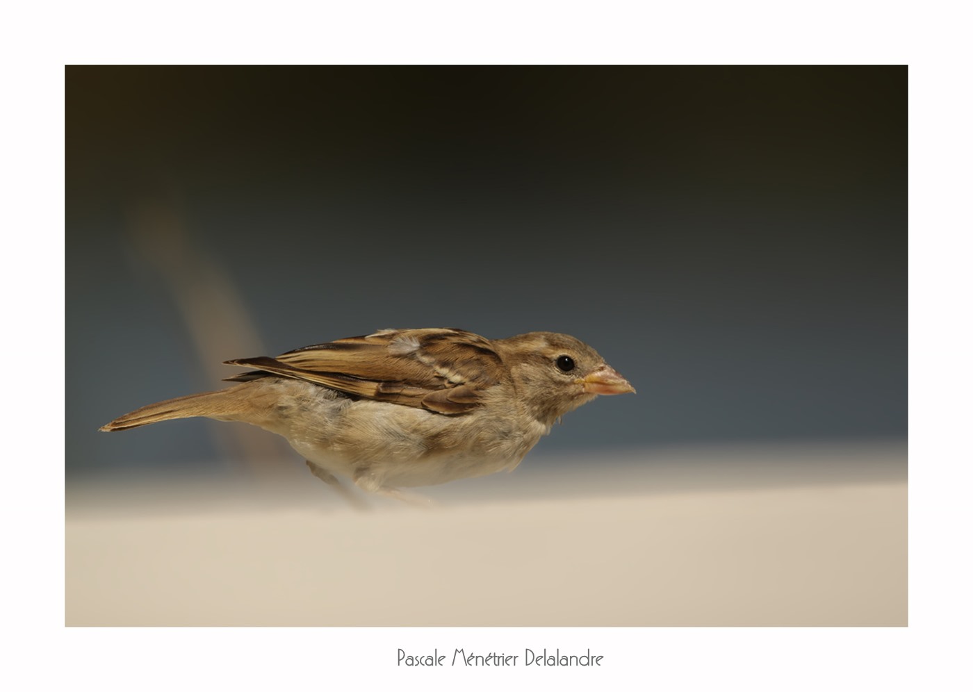 Moineau domestique ♀ juv.