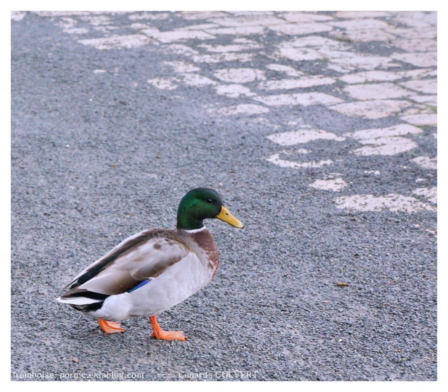 Canards COLVERT