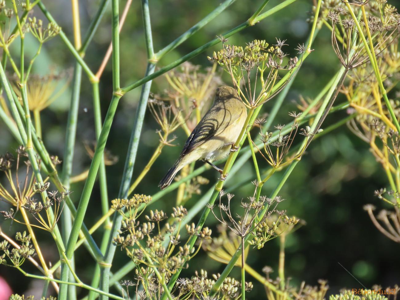 un oiseau dans le jardin 