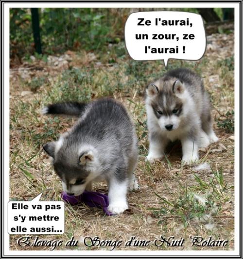 Portée de Lakmé (1er septembre 2023)