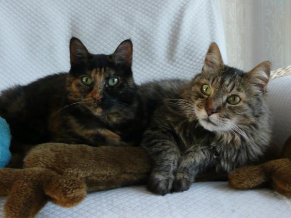 Bilan de santé pour chats