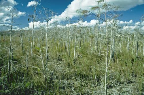 Patrimoine mondial de l'Unesco : Le parc national des Everglades - Etats-Unis