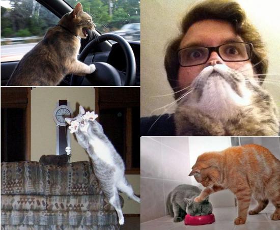 instant photo cats visuel instant photo cats visuel