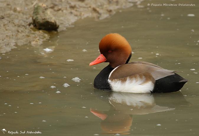 Nette rousse  ♂