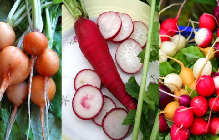 Légumes du mois de Février