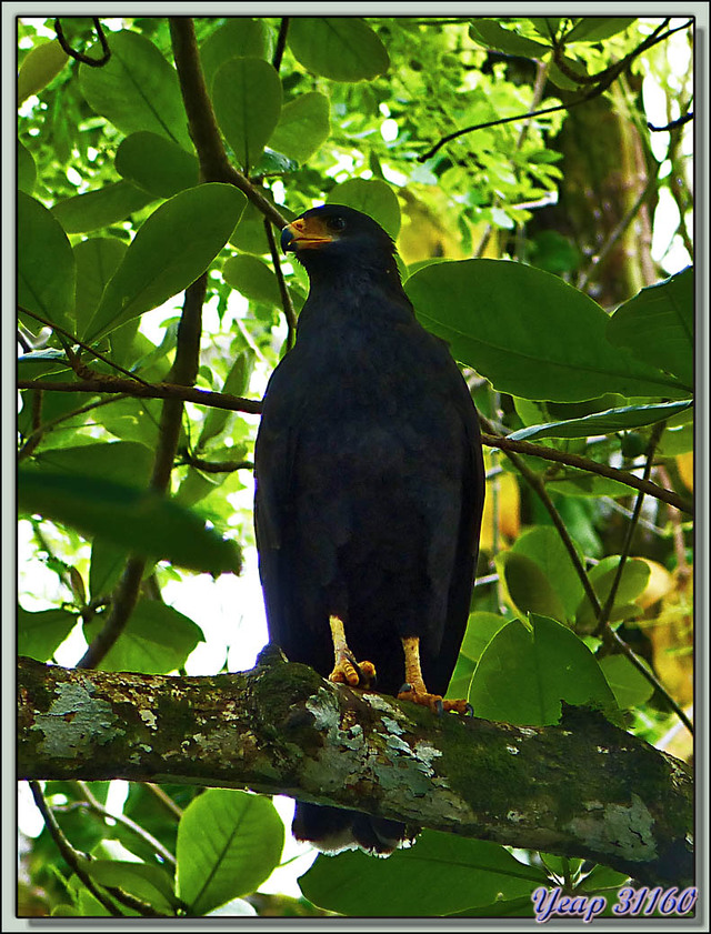 Blog de images-du-pays-des-ours : Images du Pays des Ours (et d'ailleurs ...), Buse noire ( Buteogallus anthracinus) - Parque Nacional Cahuita - Puerto Viejo Talamanca, Costa Rica
