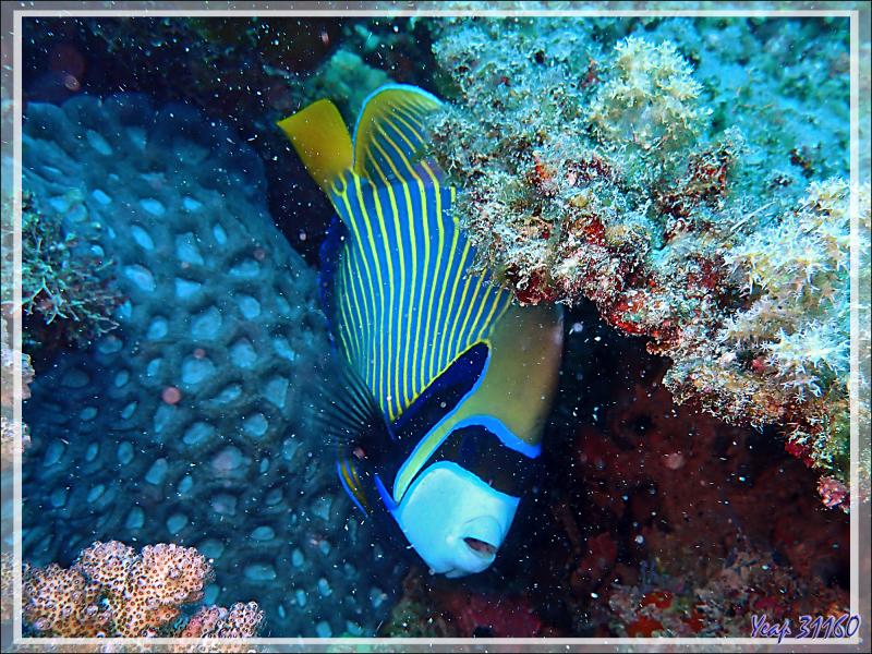 Poisson-ange empereur, Emperor angelfish (Pomacanthus imperator) - Antsoha (Rocher 4ème Frère) - Tsarabanjina - Mitsio - Madagascar