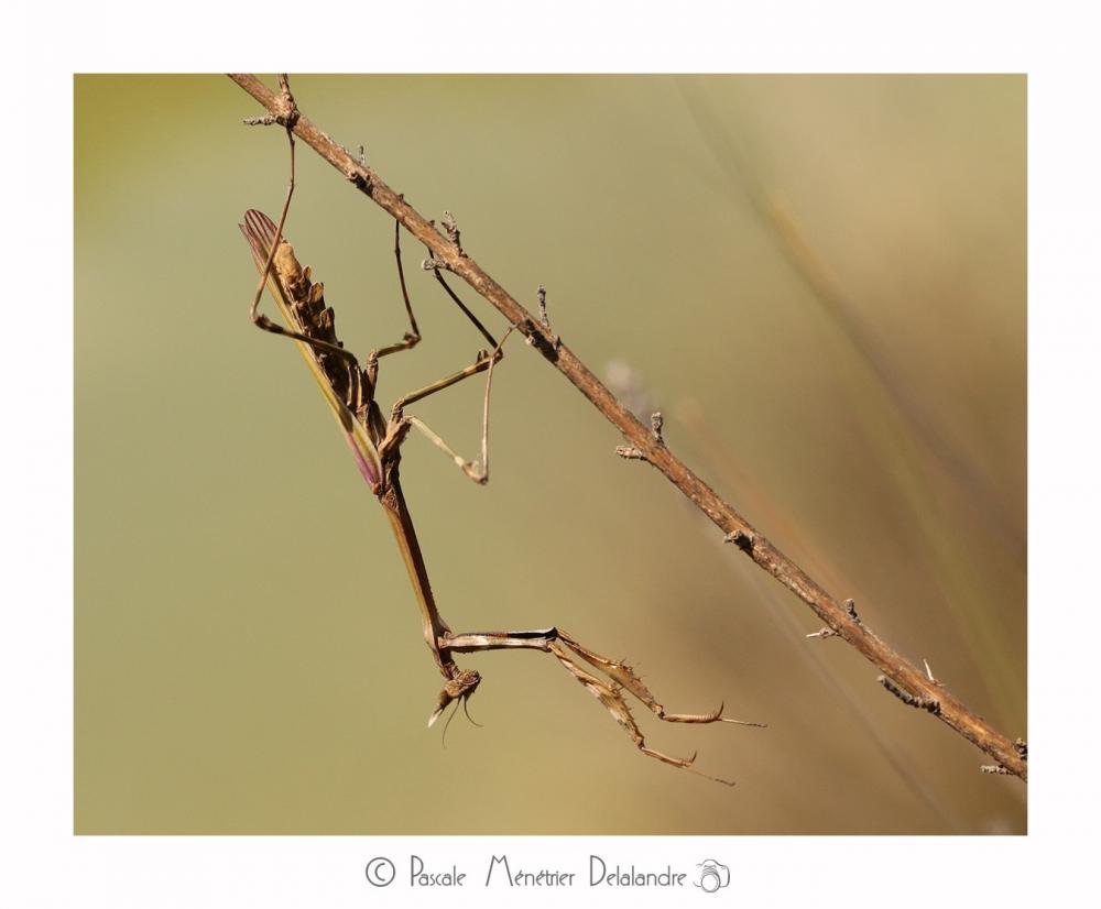 Empuse commune mature ♀ - Empusa pennata