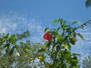 martinique 7