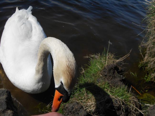 Comment apprivoiser un couple de cygnes !