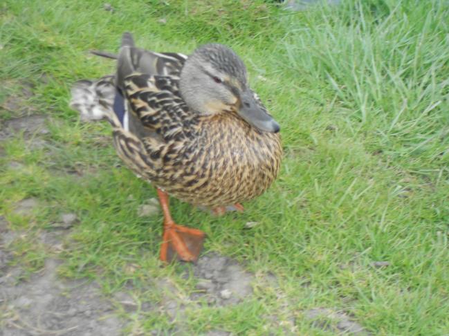 Comment apprivoiser un couple de cygnes !