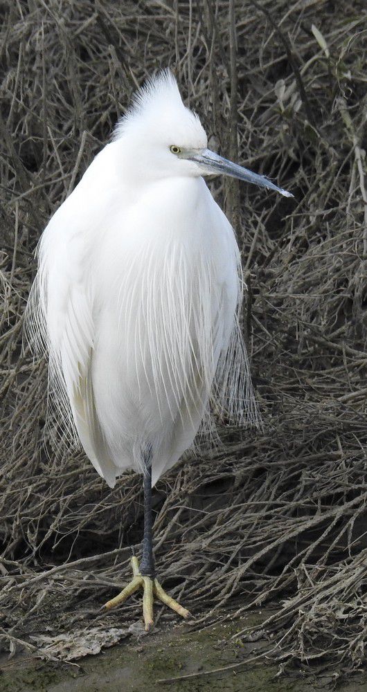 Aigrette garzette - février 2023...