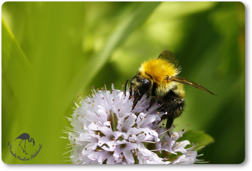 Bombus pascuorum =Thoracobombus - Bourdon des champs