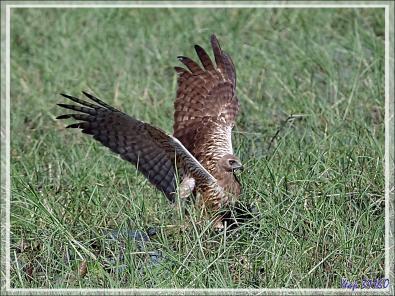 L'attaque d'un Busard grenouillard (Circus ranivorus) sur un autre oiseau (cormoran ?) - Safari nautique - Parc National de Chobe - Botswana