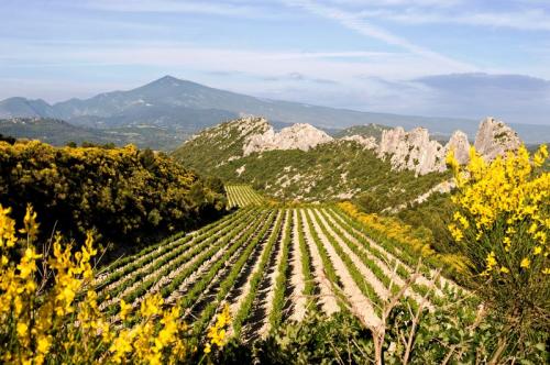 Les dentelles de Montmirail  (Vaucluse)