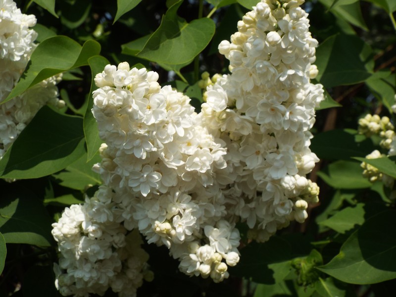 lilas