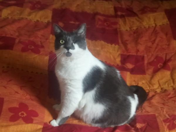 Un chat est capable de reconnaître son propre nom