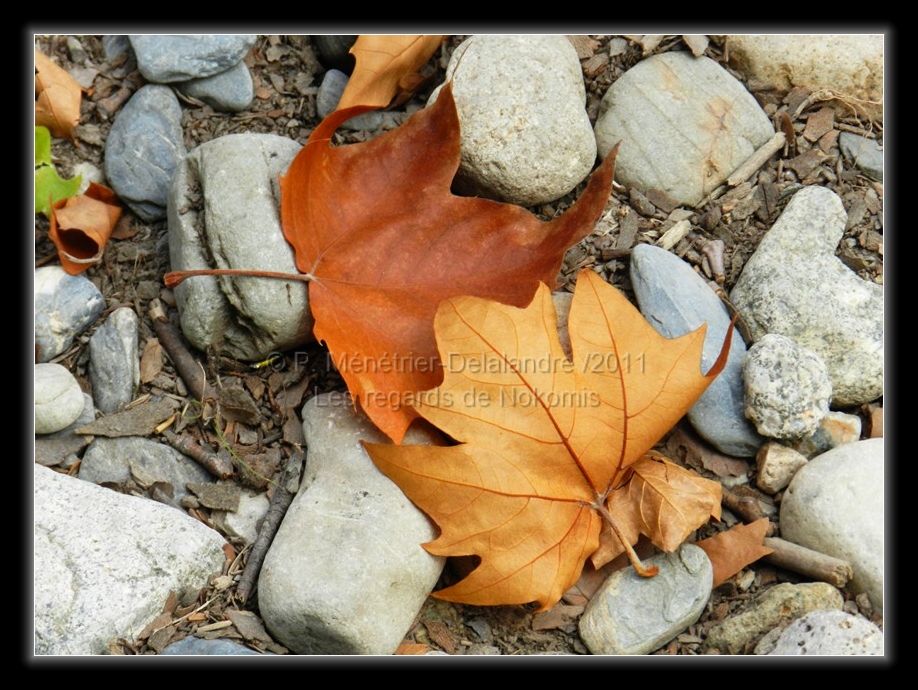 Couleurs d'automne...