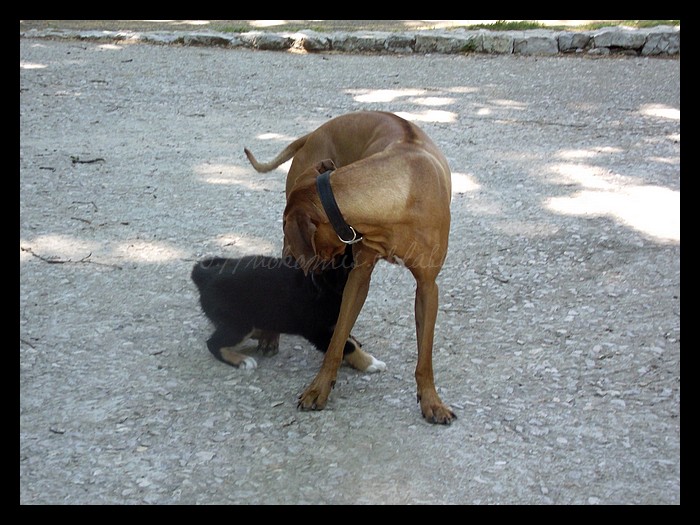 Tranches de vie d'un Australian Shepherd