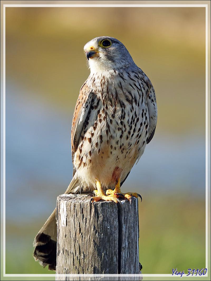 Faucon crécerelle, Common kestrel (Falco tinnunculus) - Les Portes-en-Ré - Île de Ré - 17