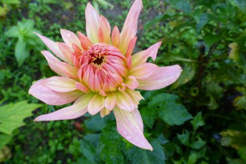 Dahlias :