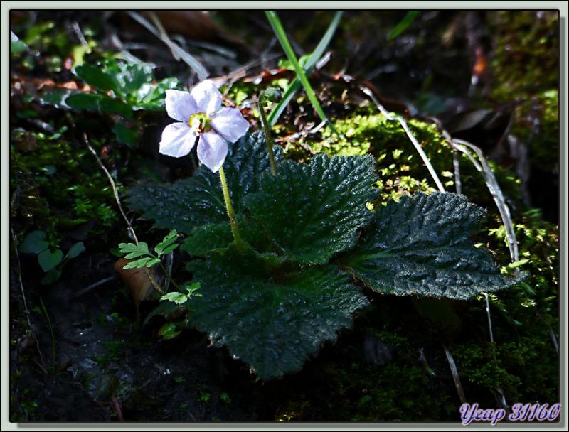 Ramondie ou Ramonde des Pyrénées (Ramonda myconi ou pyrenaica) - Vallon d'Esquierry - Oô - 31