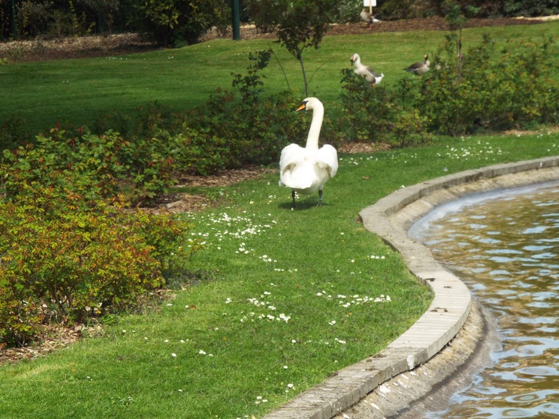 cygnes