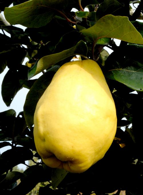 Arbre fruitier : Cognassier