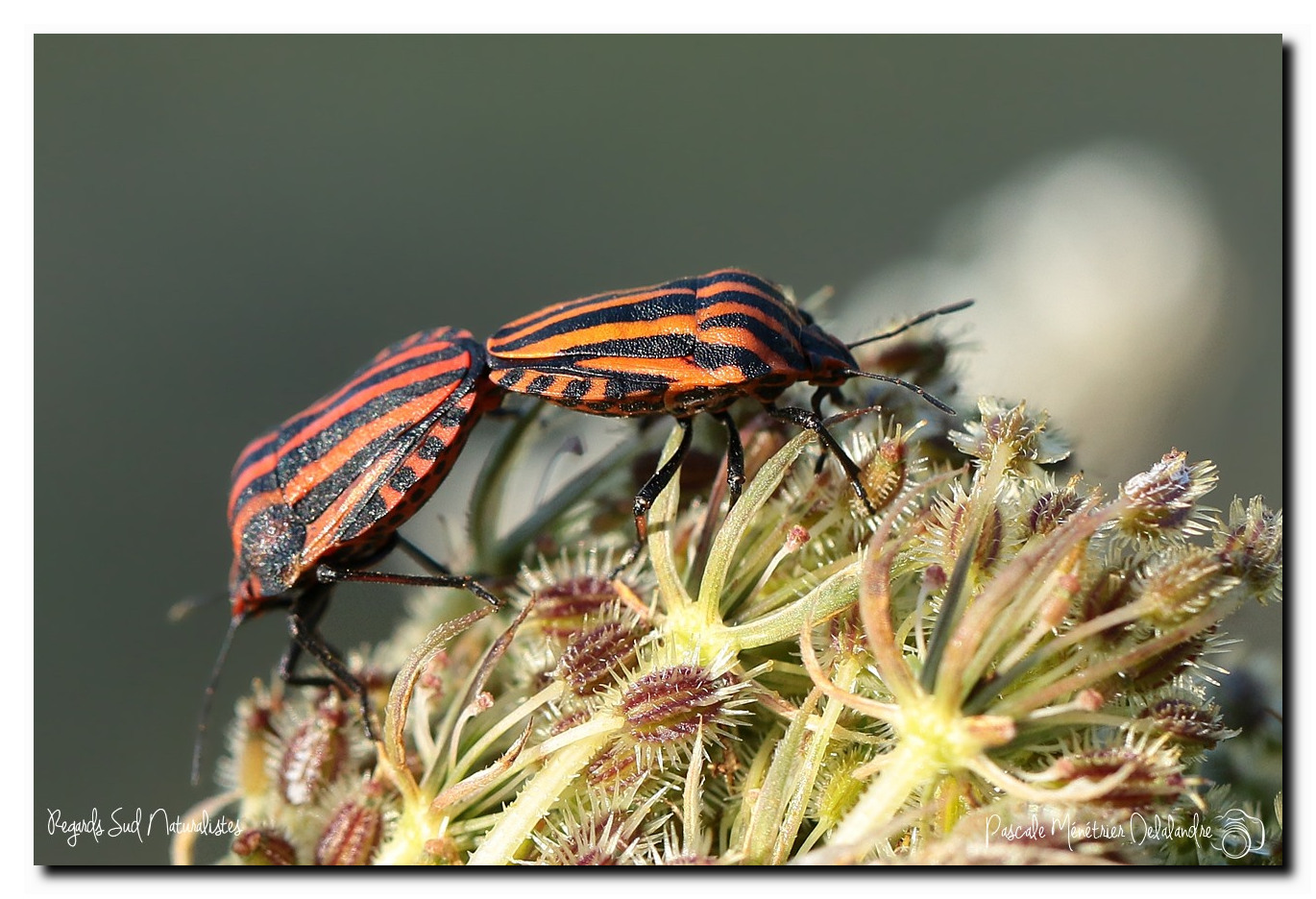 Punaise arlequin (Graphosoma italicum)