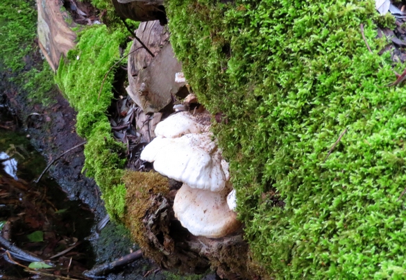 Une belle balade aux bords du lac de Marcenay, à la recherche de champignons d'hiver...