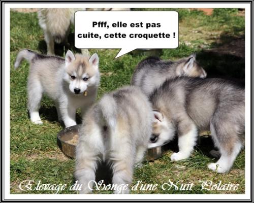 Portée de Lakmé (10 avril 2021)