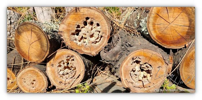 Hôtel pour Abeilles charpentières